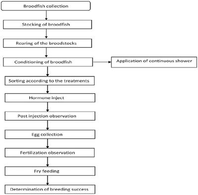 Comparative evaluation of the efficacy of three GnRH analogues in induced breeding of stinging catfish, Heteropneustes fossilis under hatchery conditions